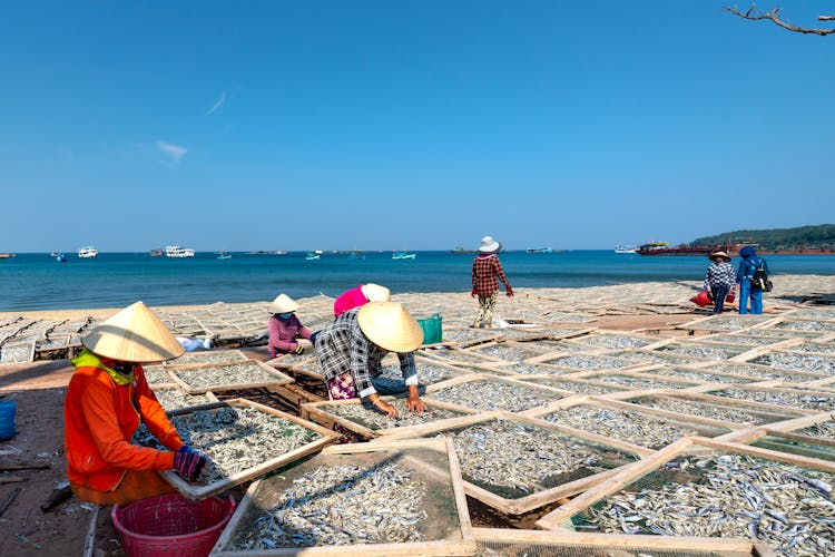 People Working With Fish On Beach