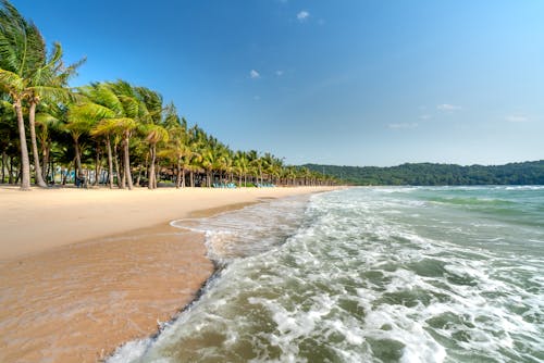 Palm Trees on Sea Shore