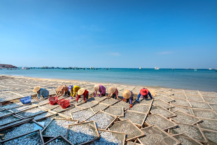 People Drying Anchovies At A Beach