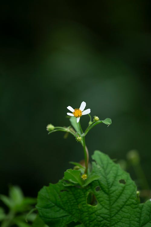 纵向, 花 的 免费素材图片