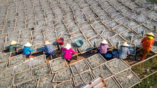 Free Aerial view of people drying fish outdoors under sunlight, highlighting traditional methods. Stock Photo
