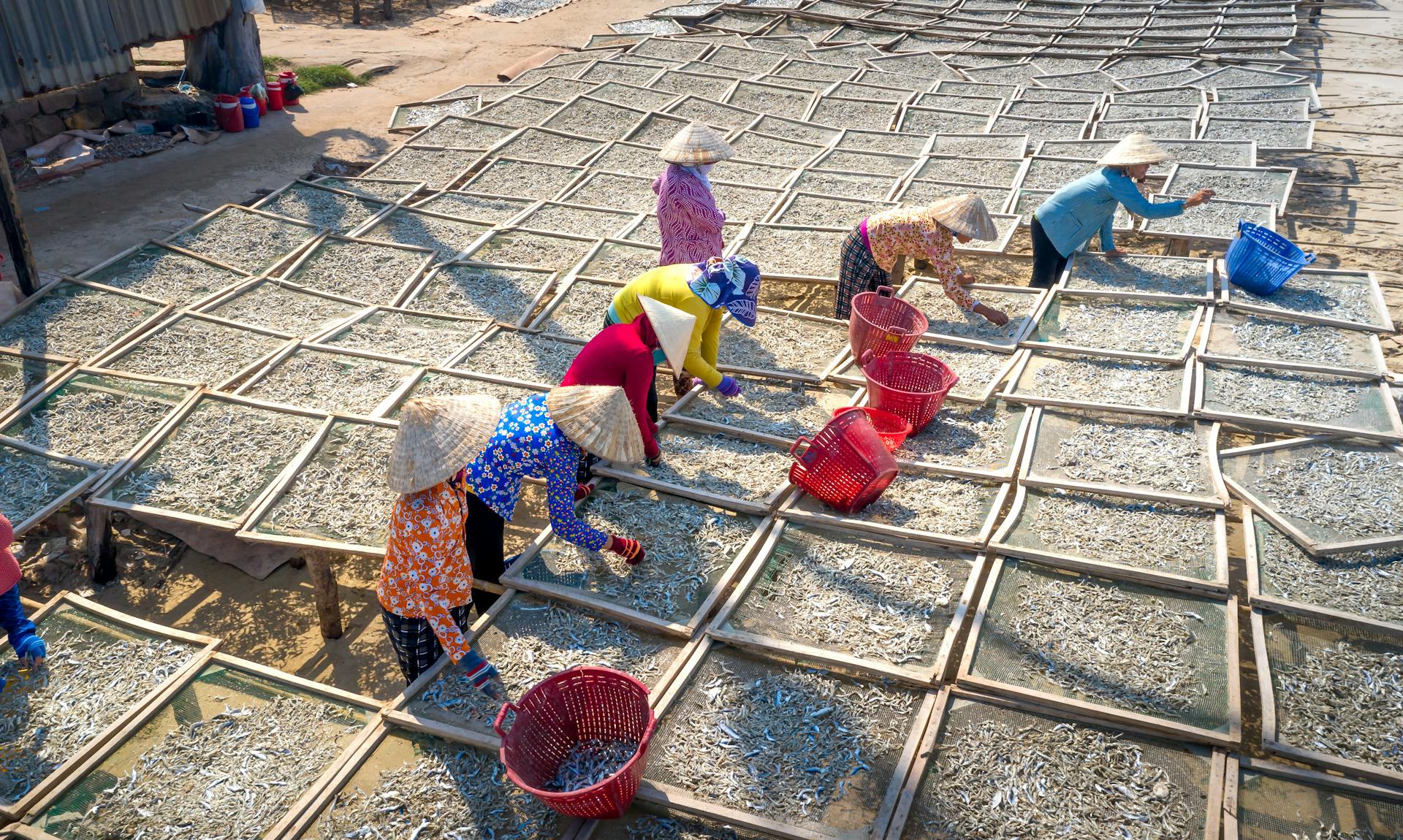 People Working with Abundance of Fish