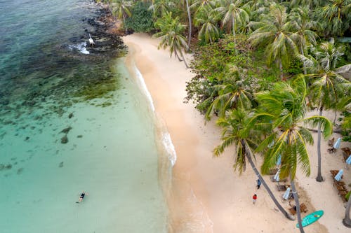 Foto d'estoc gratuïta de aigua, cocoters, estiu