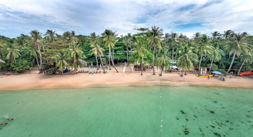 Drone Shot of Palm Trees at the Beach