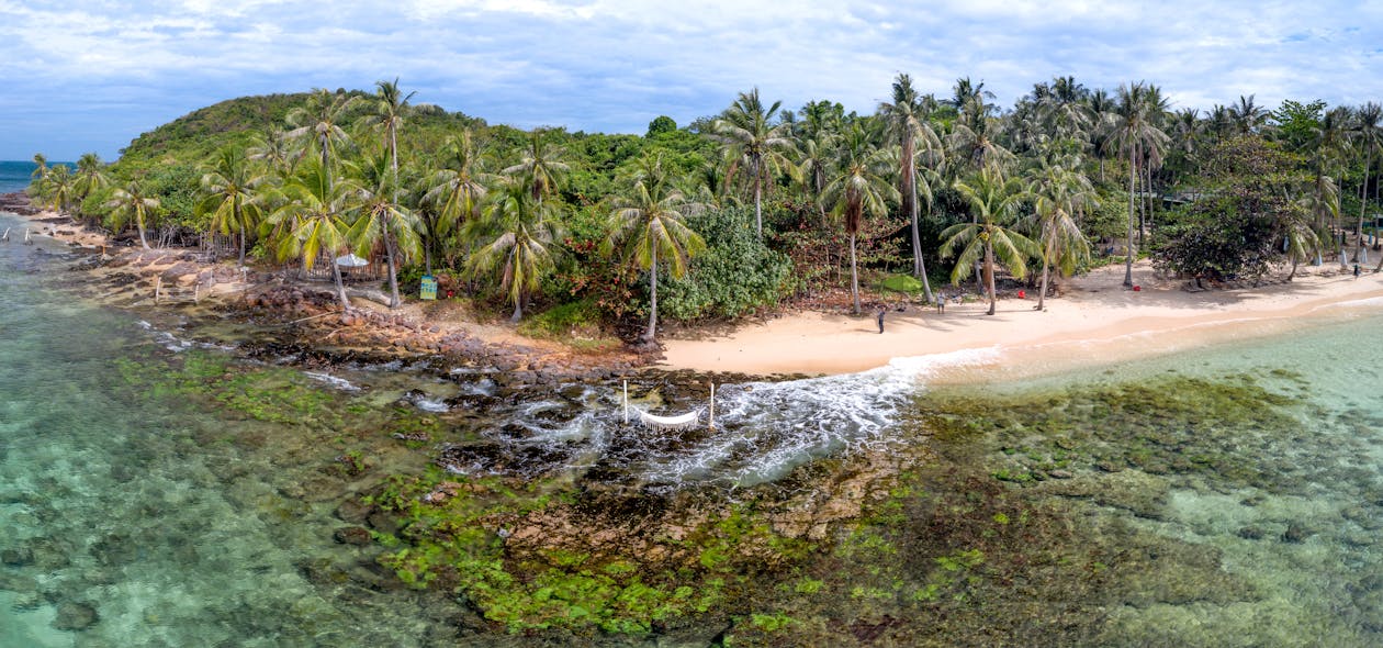 Photo of Coconut Trees on Beach