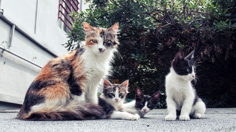 Cats resting on a quiet street
