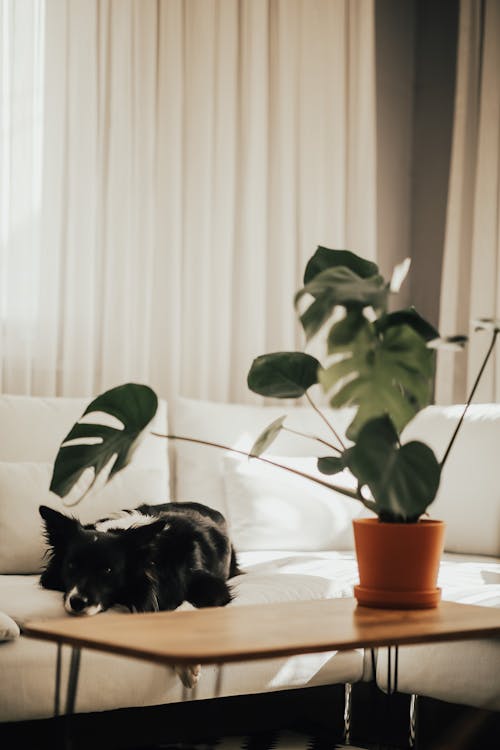 A Black and White Dog Near a Plant