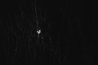 Dramatic black and white image of a butterfly highlighted in darkness, evoking a mysterious mood.