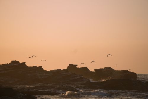 Dramatic Sunset with Flying Birds Over Ocean · Free Stock Photo