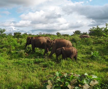 elephant photo