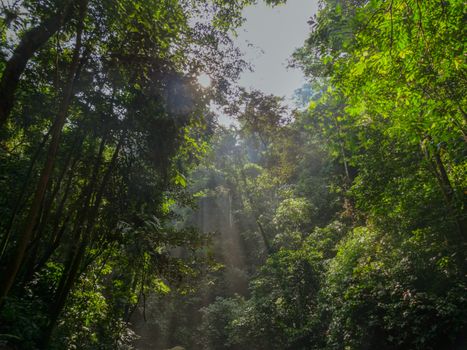 Sunlight filters through dense rainforest canopy creating mystical sunbeams.