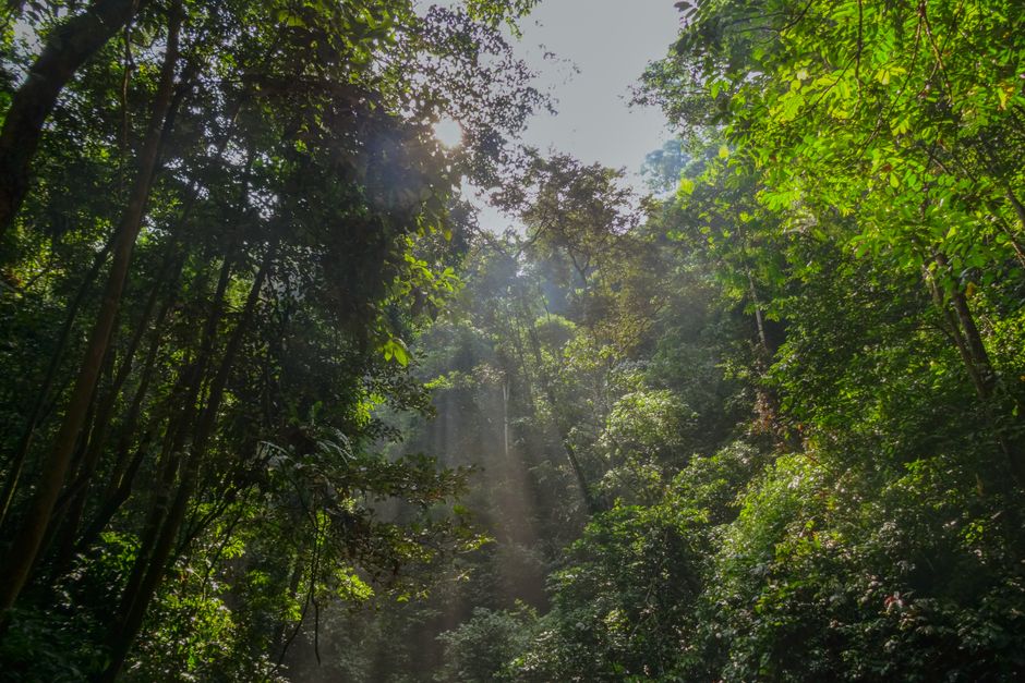 Rainforest canopy — Tabernanthe iboga is native to the rainforests of Central Africa