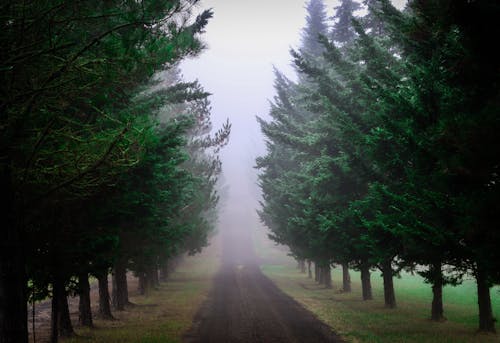 Road Among Coniferous Trees 