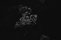 Close-Up of Growing Plants