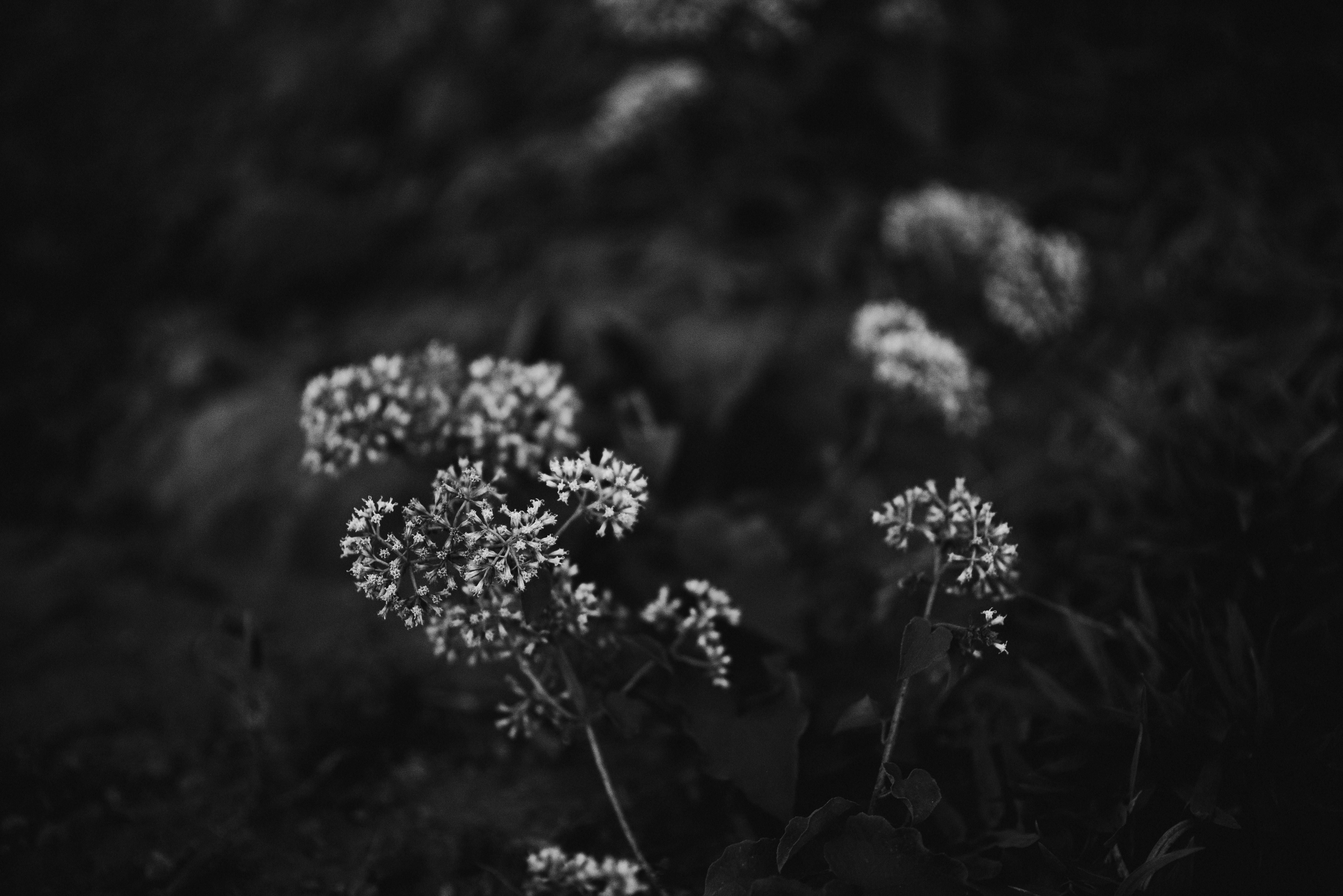 Delicate white flower blossoms captured in artistic black and white photography.