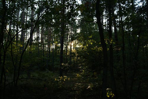 ağaçlar, bakir bölge, doğa içeren Ücretsiz stok fotoğraf