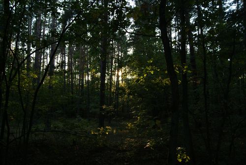 Free Peaceful forest scenery with sunlight filtering through trees, capturing the essence of nature. Stock Photo