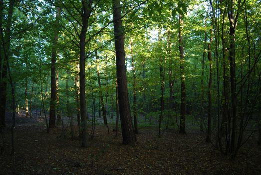 A serene forest with sunlight streaming through trees, creating a peaceful ambiance.