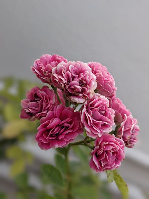 垂直拍攝, 特寫, 粉紅玫瑰 的 免費圖庫相片