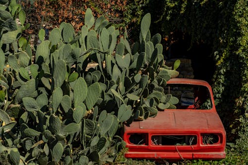 Gratis stockfoto met auto, bladeren, cactus