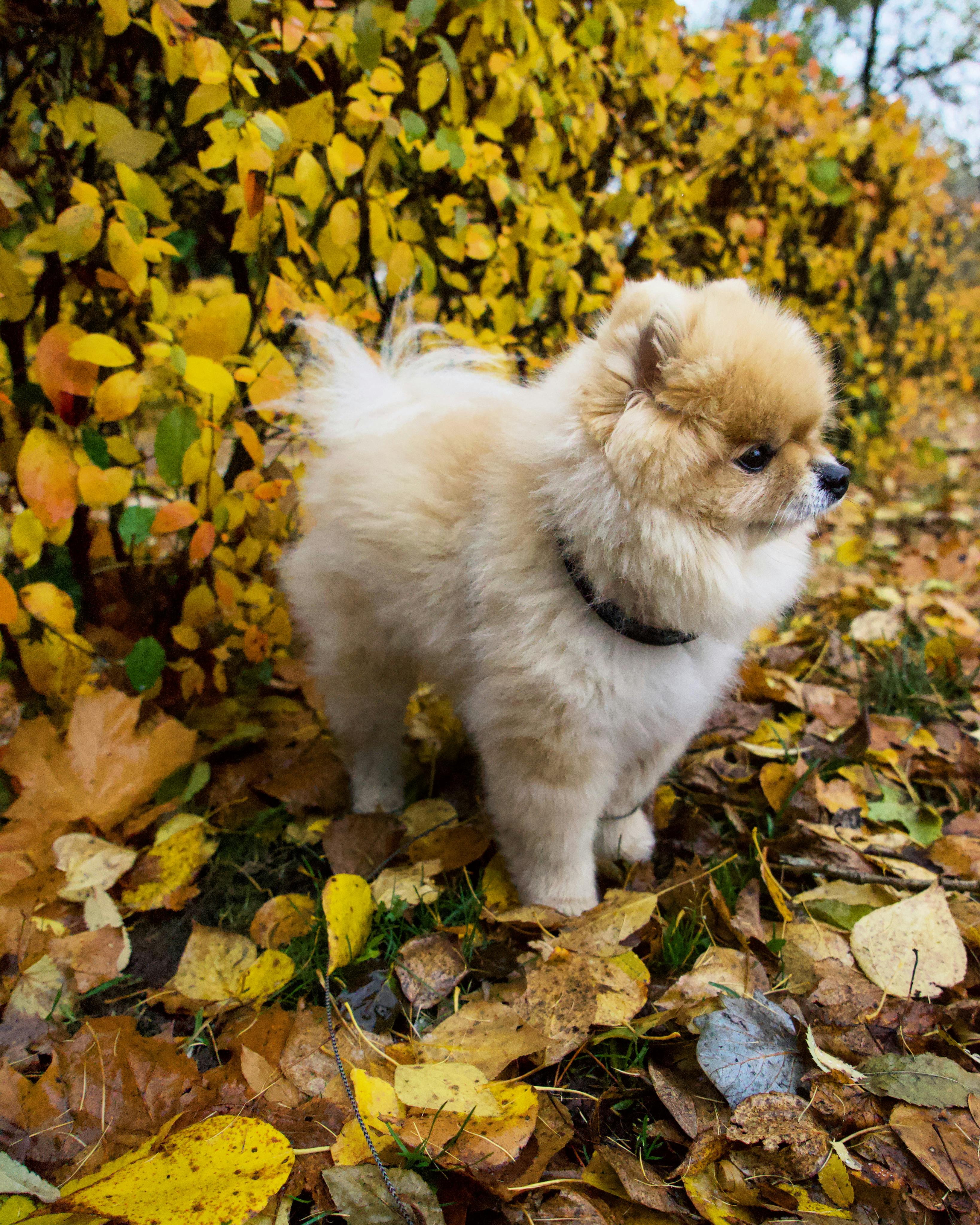 Why doesn't my dog like me?