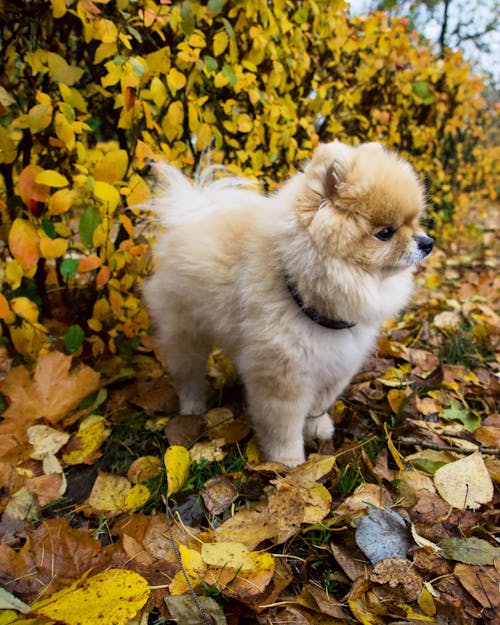 Foto d'estoc gratuïta de animal, bufó, caní