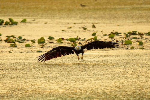 Foto d'estoc gratuïta de àguila calba, ales, animal