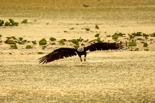 Free A bald eagle gracefully flies over a serene lake in Alma, WI, showcasing its powerful wingspan. Stock Photo