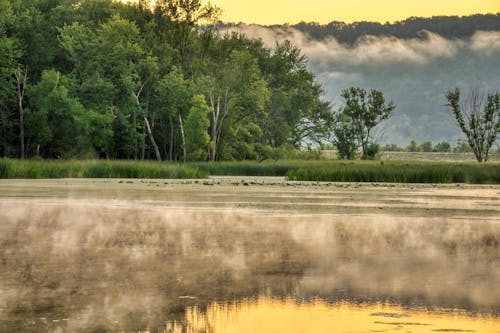 Photos gratuites de arbres, étendue sauvage, fond d'écran