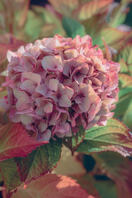 Kostnadsfri bild av blomfotografi, blomma, blommor