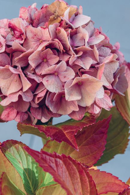 Vibrant close-up of a pink hydrangea flower with lush foliage, perfect for floral photography enthusiasts.