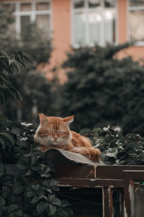 Free Adorable ginger cat sleeping on a ledge surrounded by green leaves in Istanbul, Turkey. Stock Photo