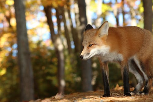 Close-Up Shot of a Red Fox