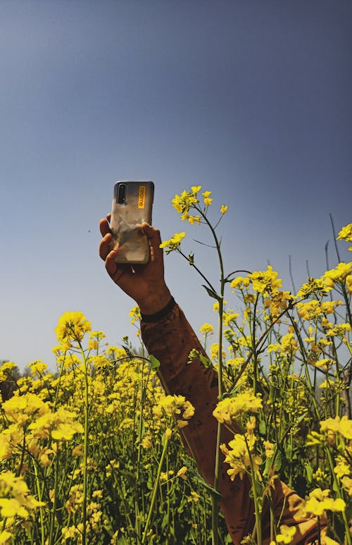 Person Holding Phone on Yellow Flower Field Under Blue Sky 
