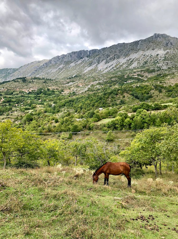 Horse On Grassland