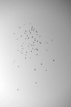 A beautiful flock of birds flying in a minimalist sky, showcasing nature's elegance.