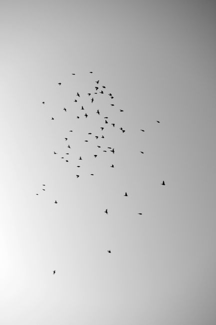A beautiful flock of birds flying in a minimalist sky, showcasing nature's elegance.