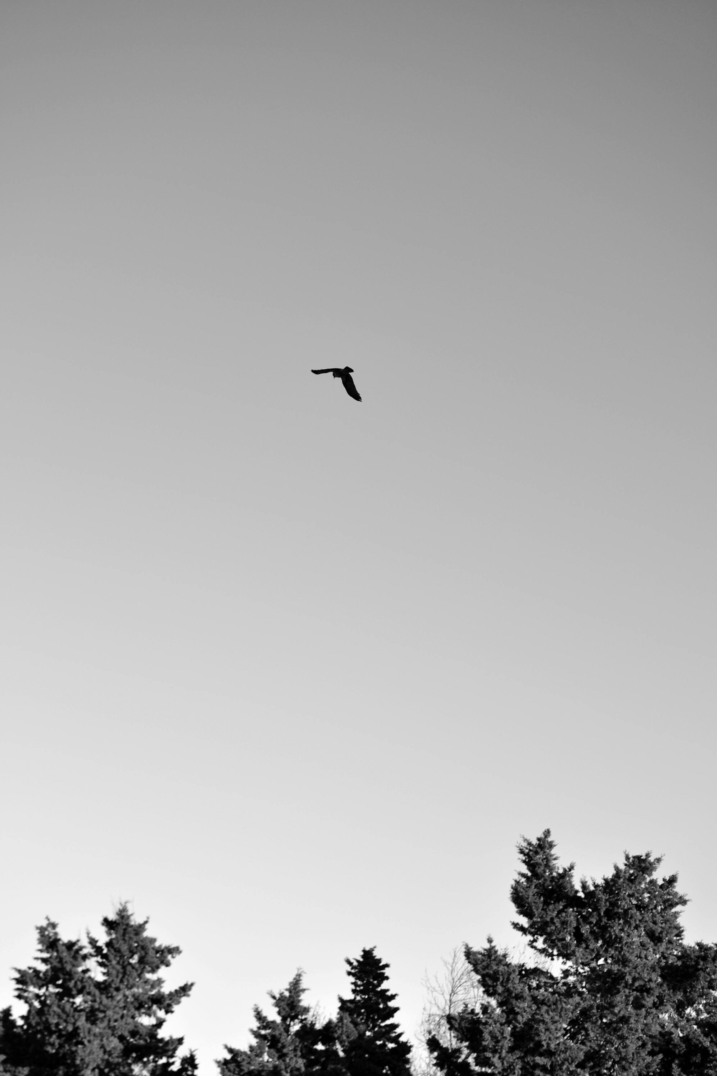 bird flying over green tree