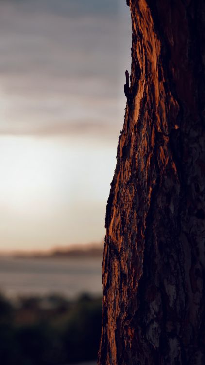 Close-Up Shot of a Tree Trunk · Free Stock Photo