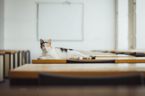 A Tabby Cat Lying on Brown Long Table