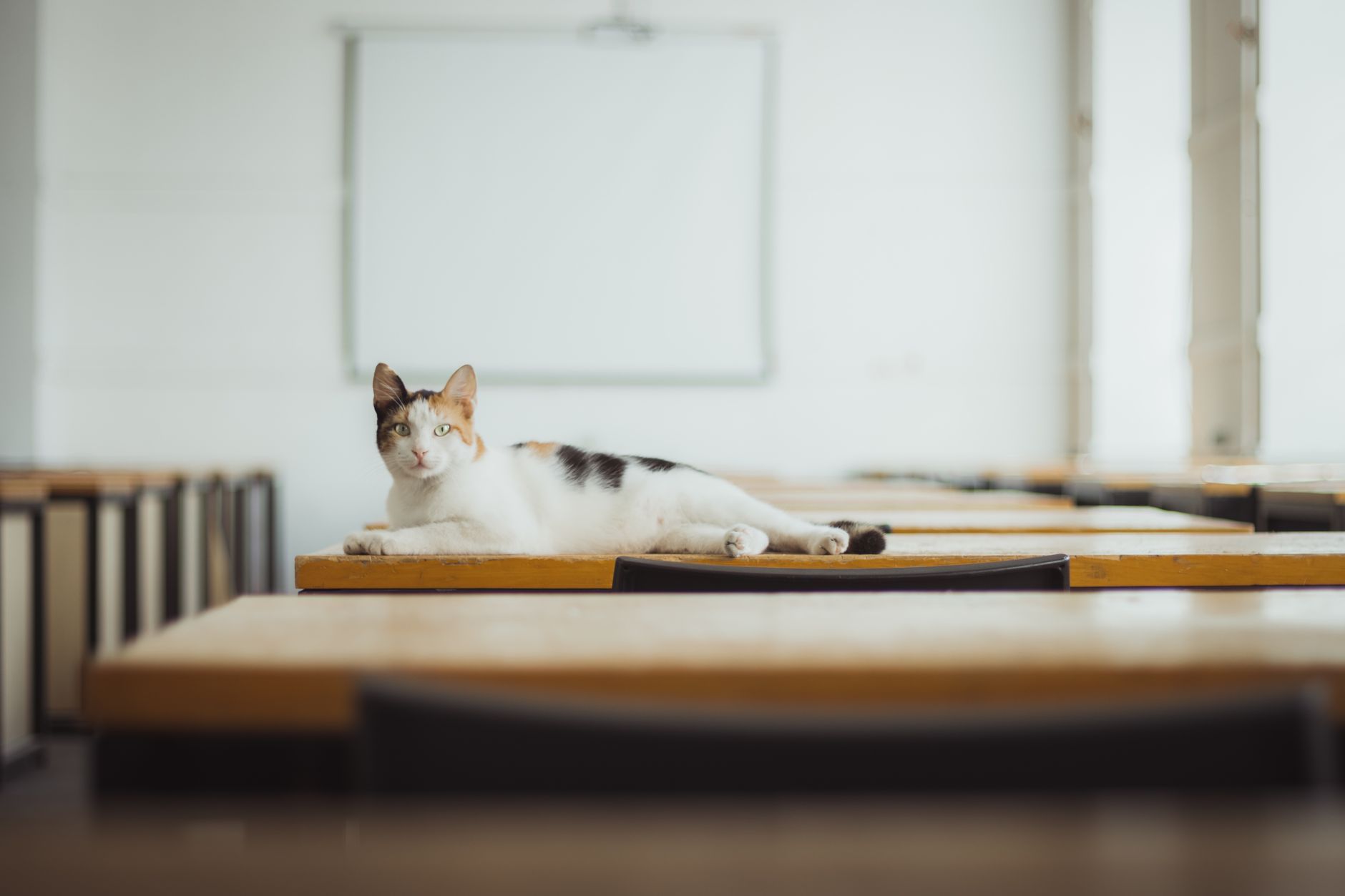 A tabby cat lying on a wooden desk in a quiet classroom setting.