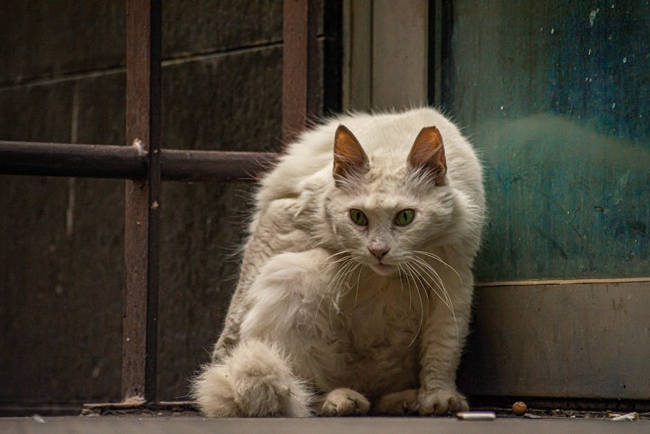 White Cat on Brown Wooden Window