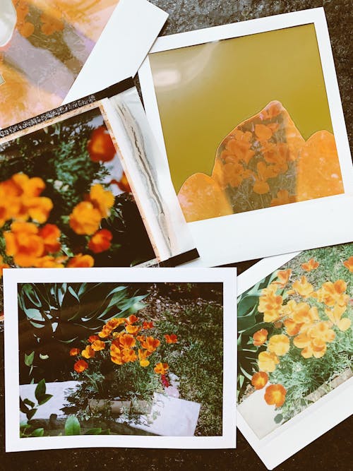 Photographs of Orange California Poppy Flowers