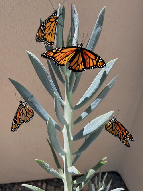 monarch Butterflies on a Clue Chalk Stick Plant