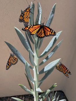 Close-up of vibrant monarch butterflies perched on a blue chalk stick plant.