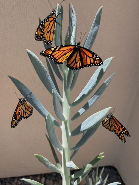 Close-up of vibrant monarch butterflies perched on a blue chalk stick plant.