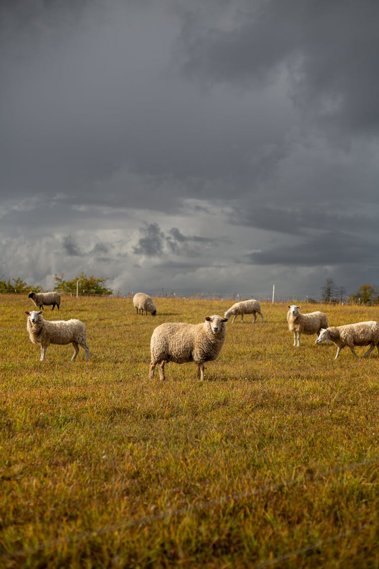 Herd Of Sheep On Green Field