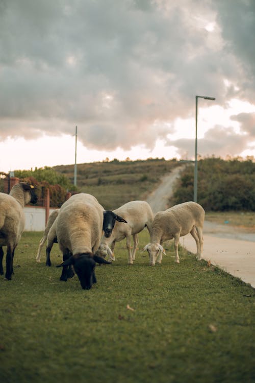 Photos gratuites de agriculture, animaux, exploitation agricole