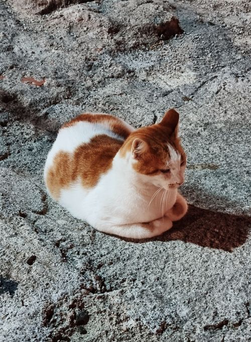 Free A cute domesticated cat with orange and white fur relaxing on a stone surface outdoors in Rodos, Greece. Stock Photo