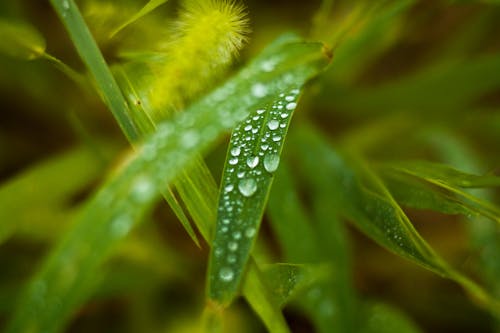 녹색 식물의 얕은 초점 사진
